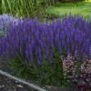 Color Spires® 'Violet Riot' Salvia 2 Color Spires® 'Violet Riot' Salvia -Great Garden Plants salvia violet riot 2 sw