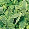 Golden Variegated Sage