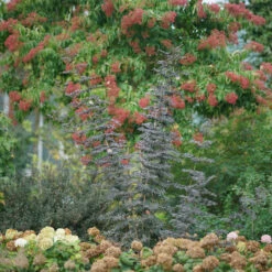Laced Up® Elderberry -Great Garden Plants sambucus laced up 3