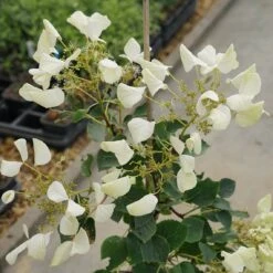 Flirty Girl™ False Hydrangea Vine -Great Garden Plants schizophragma flirty girl 2 sw