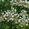 Flirty Girl™ False Hydrangea Vine -Great Garden Plants schizophragma flirty girl 3 sw