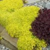 Golden Stonecrop -Great Garden Plants sedum acre aureum 1 sw