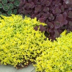 Golden Stonecrop 7 Golden Stonecrop -Great Garden Plants sedum acre aureum 3 sw