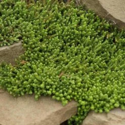 Golden Stonecrop 8 Golden Stonecrop -Great Garden Plants sedum acre aureum 4 sw