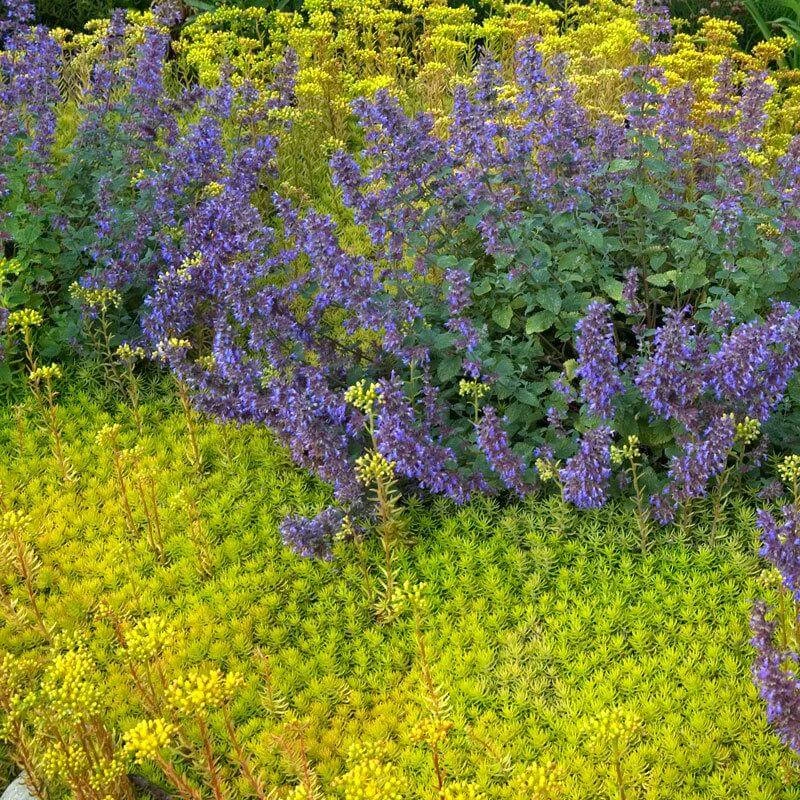 'Angelina' Stonecrop 5 'Angelina' Stonecrop - Image 3