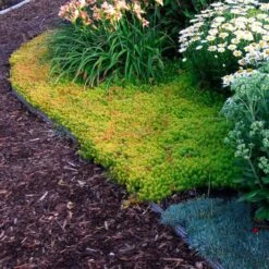 'Angelina' Stonecrop 10 'Angelina' Stonecrop -Great Garden Plants sedum angelina 4 c1960bac f9a2 498d b839 bdc91bfcdf90 sw