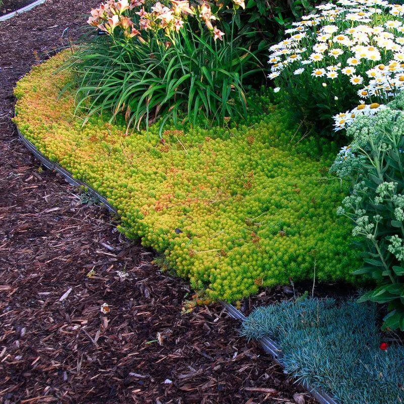 'Angelina' Stonecrop 6 'Angelina' Stonecrop - Image 4