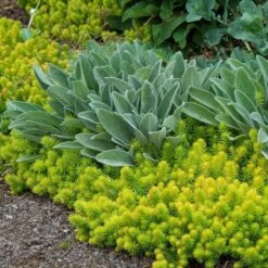 'Angelina' Stonecrop 11 'Angelina' Stonecrop -Great Garden Plants sedum angelina 6 bd4c972d 7594 4131 aed1 4806fee7312b sw