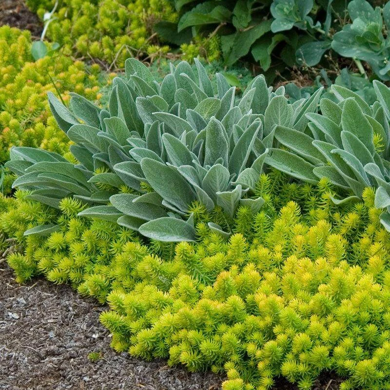 'Angelina' Stonecrop 7 'Angelina' Stonecrop - Image 5