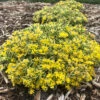 Rock 'N Low® 'Boogie Woogie' Stonecrop 2 Rock 'N Low® 'Boogie Woogie' Stonecrop -Great Garden Plants sedum boogie woogie 3