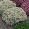 Rock 'N Round 'Bundle Of Joy' Stonecrop -Great Garden Plants sedum bundle of joy 2