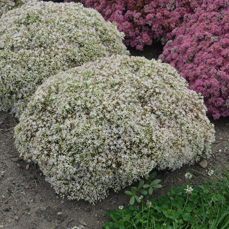 Rock 'N Round 'Bundle Of Joy' Stonecrop 3 Rock 'N Round 'Bundle Of Joy' Stonecrop