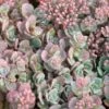'Lidakense' Stonecrop -Great Garden Plants sedum cauticola lidakense 1 sw