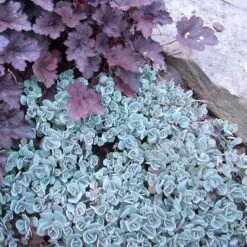 'Lidakense' Stonecrop -Great Garden Plants sedum cauticola lidakense 3 sw