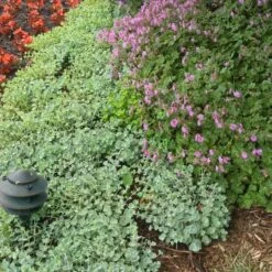 'Lidakense' Stonecrop -Great Garden Plants sedum cauticola lidakense 5 sw