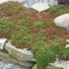 'Coral Carpet' Stonecrop -Great Garden Plants sedum coral carpet 1 sw
