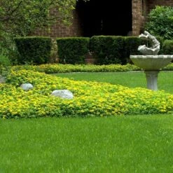 Japanese Stonecrop (Sedum Ellacombianum) 12 Japanese Stonecrop (Sedum Ellacombianum) -Great Garden Plants sedum ellacombianum 5 sw