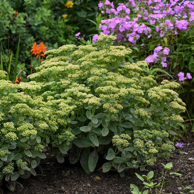 Rock 'N Grow® 'Lemonjade' Stonecrop 4 Rock 'N Grow® 'Lemonjade' Stonecrop - Image 2
