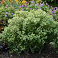 Rock 'N Grow® 'Lemonjade' Stonecrop 9 Rock 'N Grow® 'Lemonjade' Stonecrop -Great Garden Plants sedum lemon jade 3