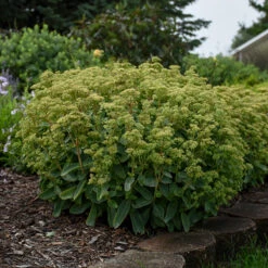 Rock 'N Grow® 'Lemonjade' Stonecrop 10 Rock 'N Grow® 'Lemonjade' Stonecrop -Great Garden Plants sedum lemon jade 4