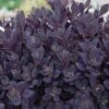 Sunsparkler® 'Plum Dazzled' Stonecrop -Great Garden Plants sedum plum dazzled 2