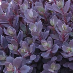 Succulent Ground Cover Collection 12 Succulent Ground Cover Collection -Great Garden Plants sedum plum dazzled 3 410c15ec d900 499d b6a2 76de782414ab