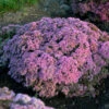 Rock 'N Round 'Pride And Joy' Stonecrop 1 Rock 'N Round 'Pride And Joy' Stonecrop -Great Garden Plants sedum pride joy 1