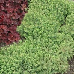 Rock 'N Round™ 'Pure Joy' Stonecrop 12 Rock 'N Round™ 'Pure Joy' Stonecrop -Great Garden Plants sedum pure joy 5