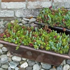 SedumSod® -Great Garden Plants sedum sod 12