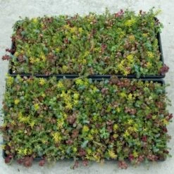 SedumSod® -Great Garden Plants sedum sod 3
