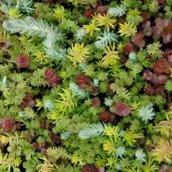 SedumSod® -Great Garden Plants sedum sod 5