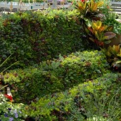 SedumSod® -Great Garden Plants sedum sod 6