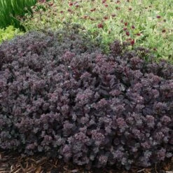 Sunsparkler® 'Dazzleberry' Stonecrop 10 Sunsparkler® 'Dazzleberry' Stonecrop -Great Garden Plants sedum sunsparkler dazzleberry 4 sw