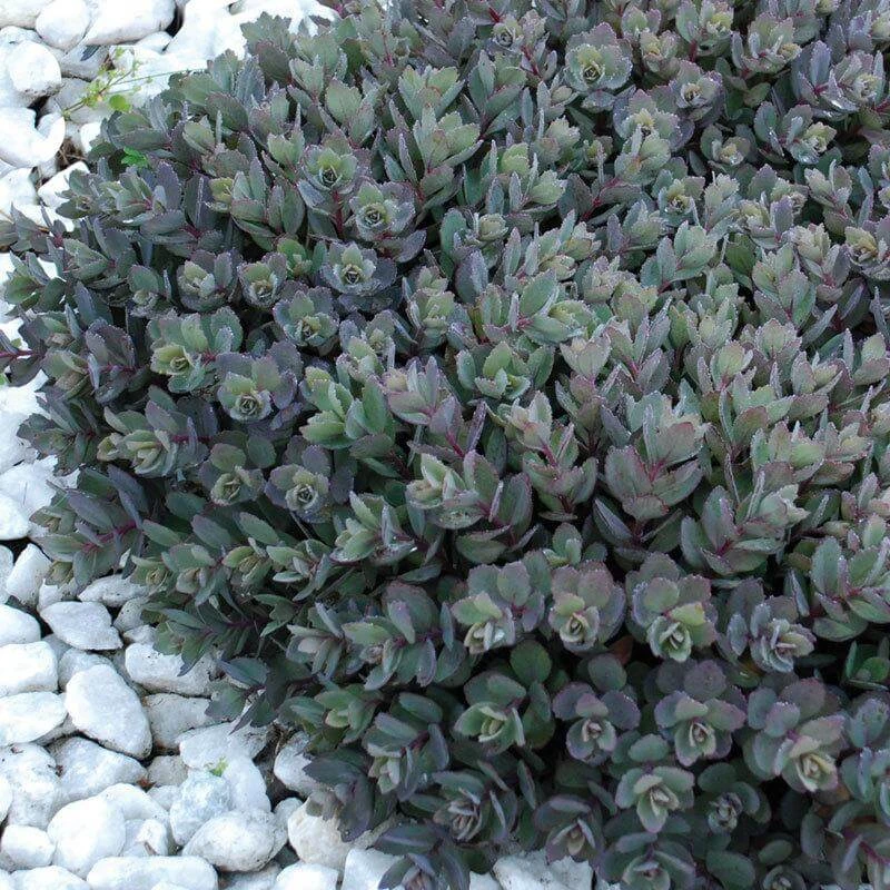 Sunsparkler® 'Dazzleberry' Stonecrop 5 Sunsparkler® 'Dazzleberry' Stonecrop - Image 3