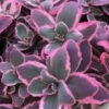 Sunsparkler® 'Dream Dazzler' Stonecrop 2 Sunsparkler® 'Dream Dazzler' Stonecrop -Great Garden Plants sedum sunsparkler dream dazzler 1