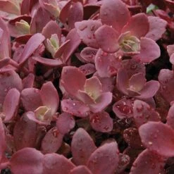 Sunsparkler® 'Firecracker' Stonecrop -Great Garden Plants sedum sunsparkler firecracker 1 sw