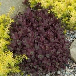 Sunsparkler® 'Firecracker' Stonecrop -Great Garden Plants sedum sunsparkler firecracker 2 sw