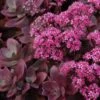 Sunsparkler® 'Firecracker' Stonecrop 1 Sunsparkler® 'Firecracker' Stonecrop -Great Garden Plants sedum sunsparkler firecracker 4 sw