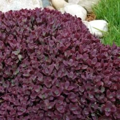 Sunsparkler® 'Firecracker' Stonecrop -Great Garden Plants sedum sunsparkler firecracker 5 sw