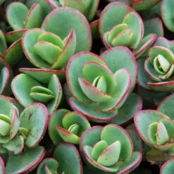 Succulent Ground Cover Collection 11 Succulent Ground Cover Collection -Great Garden Plants sedum sunsparkler lime zinger 1 e98f64a9 9f27 4845 88d4 fe977e07d1f5