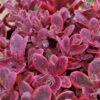 Sunsparkler® 'Wildfire' Stonecrop -Great Garden Plants sedum sunsparkler wildfire 1