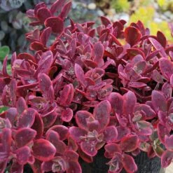 Sunsparkler® 'Wildfire' Stonecrop 7 Sunsparkler® 'Wildfire' Stonecrop -Great Garden Plants sedum sunsparkler wildfire 4
