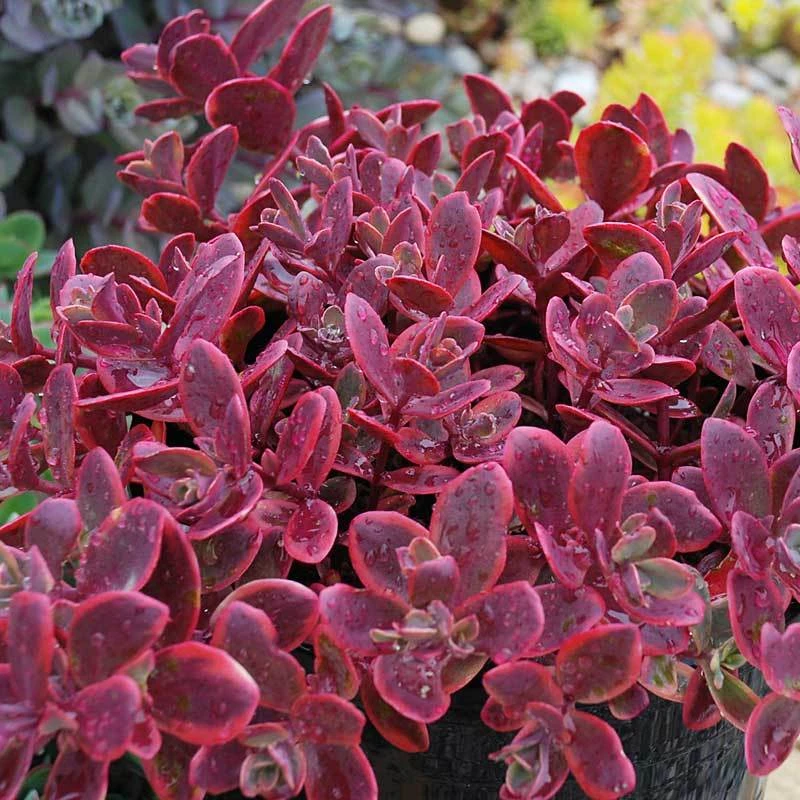 Sunsparkler® 'Wildfire' Stonecrop 5 Sunsparkler® 'Wildfire' Stonecrop - Image 3