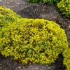 Rock 'N Low 'Yellow Brick Road' Stonecrop -Great Garden Plants sedum yellow brick road 2
