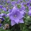 Semi-Double Blue Balloon Flower -Great Garden Plants semi double blue balloon flower