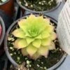Chick Charms® 'Gold Nugget' Hens & Chicks 1 Chick Charms® 'Gold Nugget' Hens & Chicks -Great Garden Plants sempervivum chick charms gold nugget 1 P sw