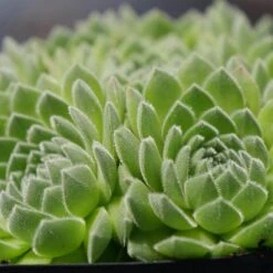 Chick Charms® Sugar Shimmer™ Hens & Chicks -Great Garden Plants sempervivum chick charms sugar shimmer 2 sw