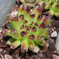 'Oddity' Hens & Chicks -Great Garden Plants sempervivum oddity 4