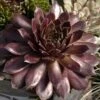 'Pacific Devil's Food' Hens & Chicks -Great Garden Plants sempervivum pacific devils food hen and chick 1
