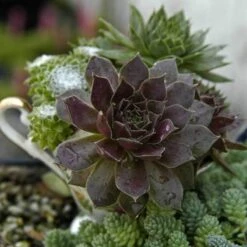 'Pacific Devil's Food' Hens & Chicks 7 'Pacific Devil's Food' Hens & Chicks -Great Garden Plants sempervivum pacific devils food hen and chick 3